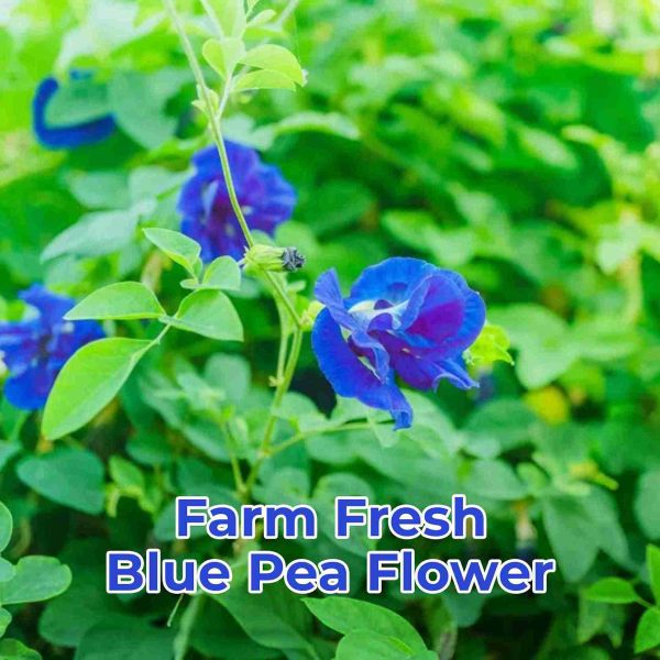 Dried Butterfly Pea Flower